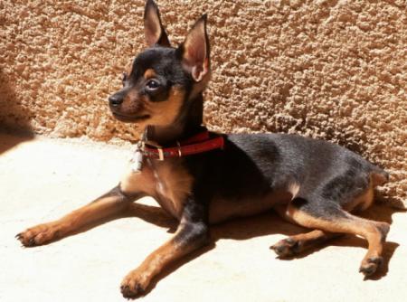 pinscher